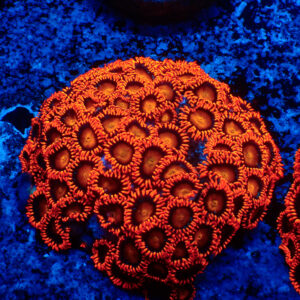 TC Zoanthus Orange Explosion colonia