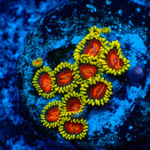 TC Zoanthus Spitfire