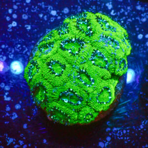 TC Micromussa amakusensis Hulk colonia