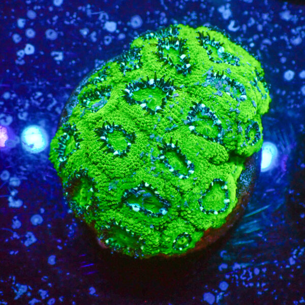 TC Micromussa amakusensis Hulk colonia