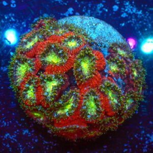 TC Micromussa amakusensis Toxic Mouth mini colonia