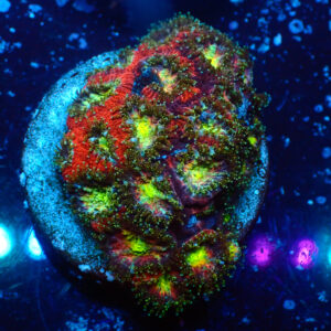 TC Micromussa amakusensis Toxic Mouth mini colonia