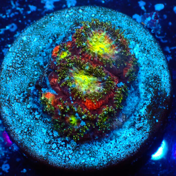 TC Micromussa amakusensis Toxic Mouth