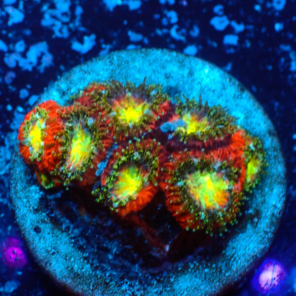 TC Micromussa amakusensis Toxic Mouth