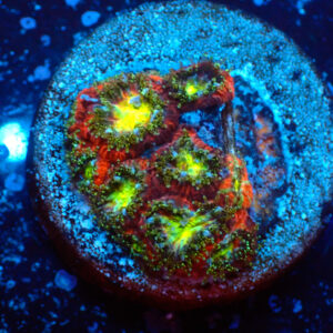 TC Micromussa amakusensis Toxic Mouth