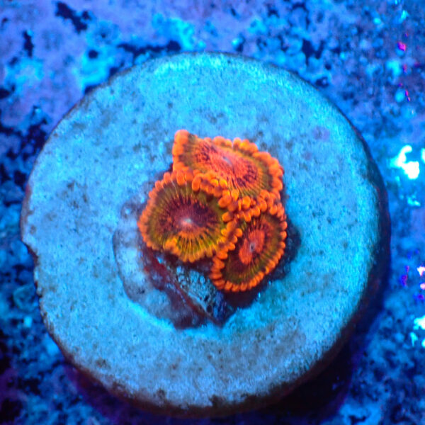 TC Zoanthus Speckled Krakatoa
