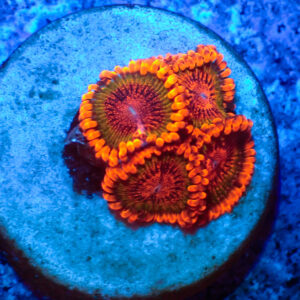 TC Zoanthus Speckled Krakatoa