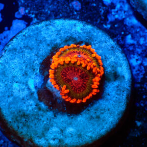 TC Zoanthus Speckled Krakatoa