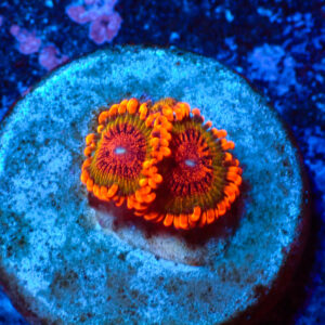 TC Zoanthus Speckled Krakatoa