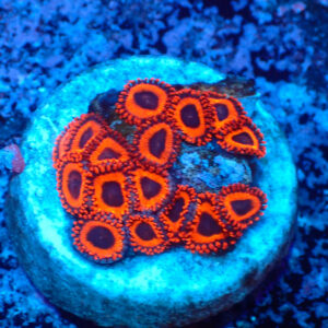TC Zoanthus Kedd´s Reds