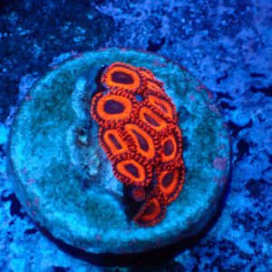TC Zoanthus Kedd´s Reds