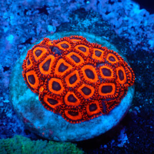 TC Zoanthus Kedd´s Reds frag XL