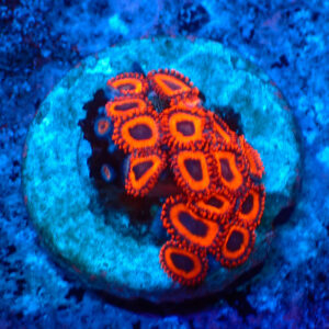 TC Zoanthus Kedd´s Reds