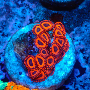 TC Zoanthus Kedd´s Reds