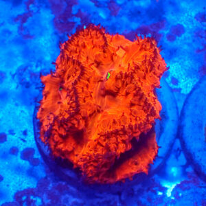 TC Blastomussa Bloodshot mini colonia