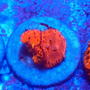 TC Blastomussa Bloodshot