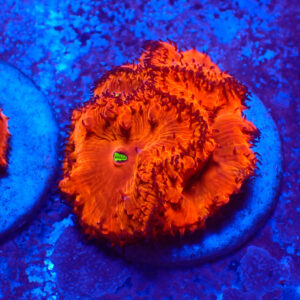 TC Blastomussa Bloodshot frag XL