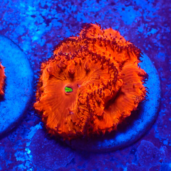 TC Blastomussa Bloodshot frag XL
