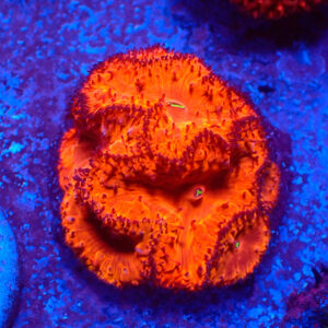 TC Blastomussa Bloodshot mini colonia