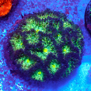 TC Blastomussa merletti Joker Mini colonia