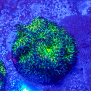 TC Blastomussa merletti Joker frag XL