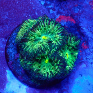 TC Blastomussa merletti Joker frag XL