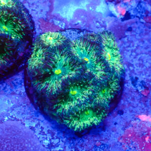 TC Blastomussa merletti Joker frag XL