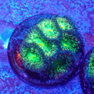 TC Blastomussa Merletti Joker frag XL
