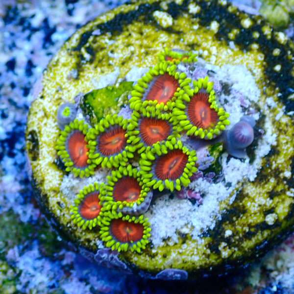 TC Zoanthus Spitfire - Imagen 2