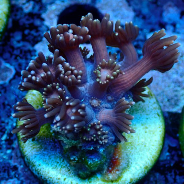 TC Goniopora Blackberry - Imagen 2