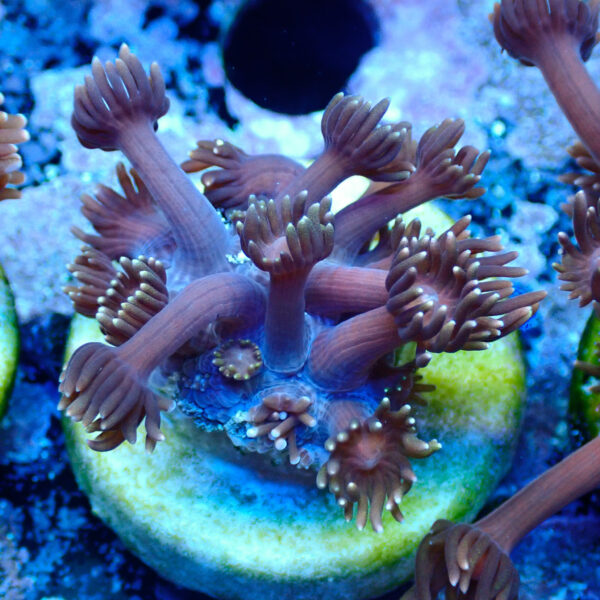 TC Goniopora Blackberry - Imagen 2