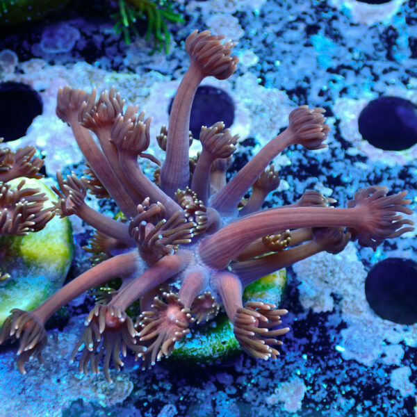 TC Goniopora Blackberry frag L - Imagen 2