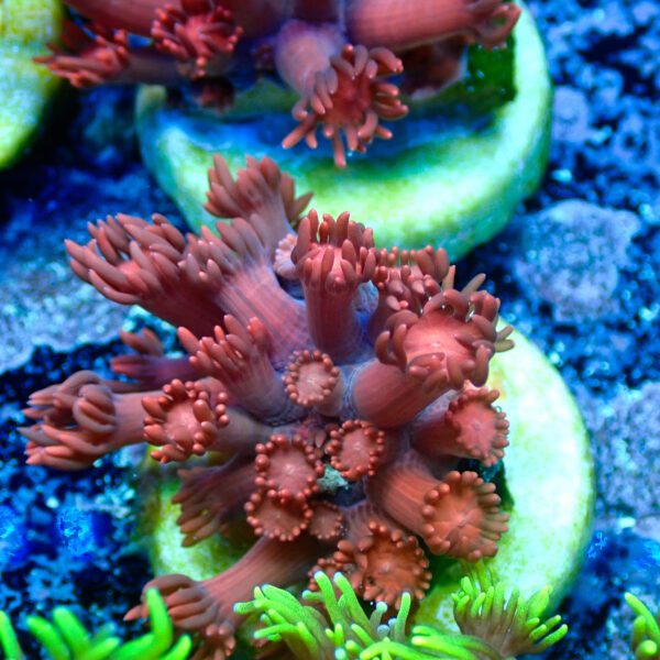 TC Goniopora Ultra Red - Imagen 2