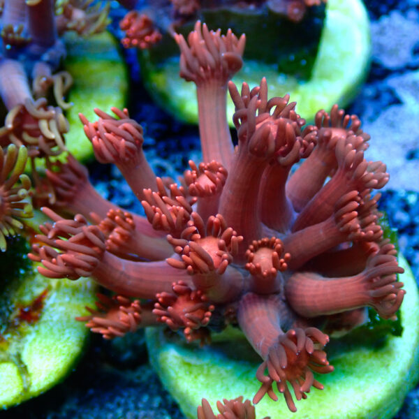 TC Goniopora Ultra Red - Imagen 2
