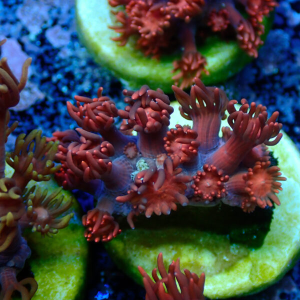 TC Goniopora Ultra Red - Imagen 2