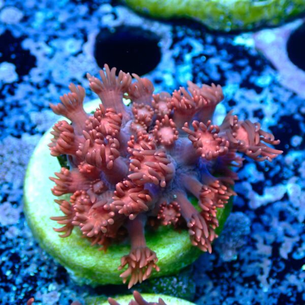 TC Goniopora Ultra Red - Imagen 2
