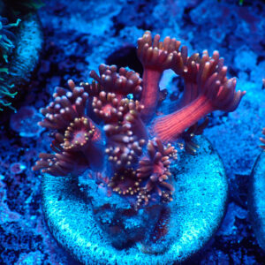 TC Goniopora Blackberry