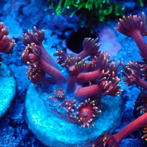 TC Goniopora Blackberry