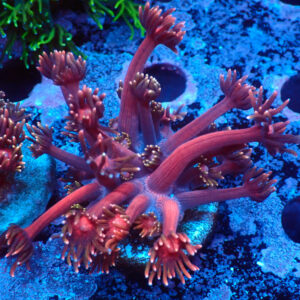 TC Goniopora Blackberry frag L