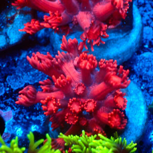 TC Goniopora Ultra Red