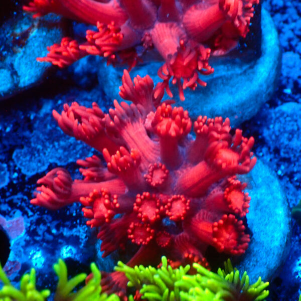 TC Goniopora Ultra Red