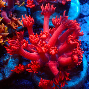 TC Goniopora Ultra Red