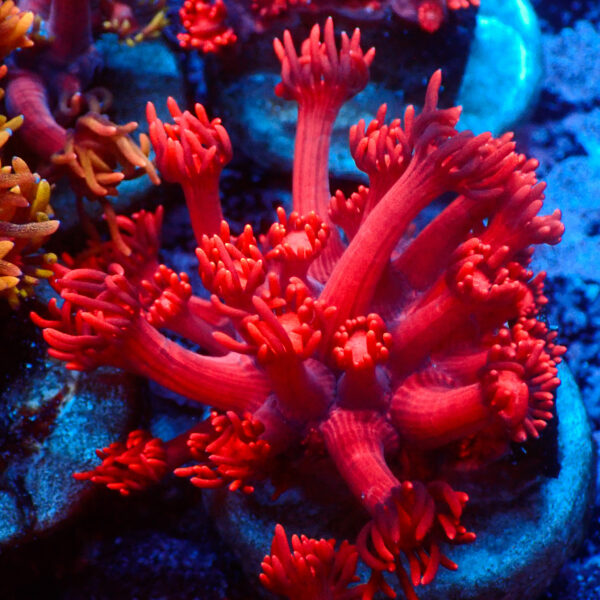 TC Goniopora Ultra Red