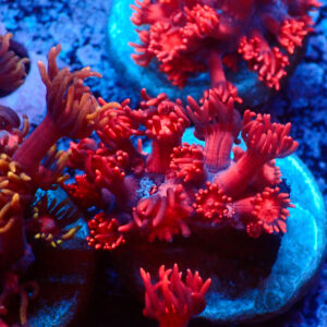 TC Goniopora Ultra Red