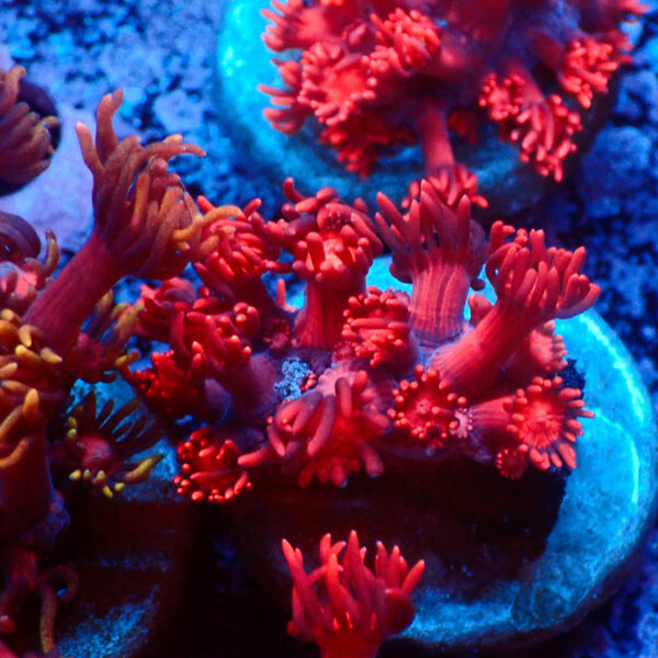 TC Goniopora Ultra Red