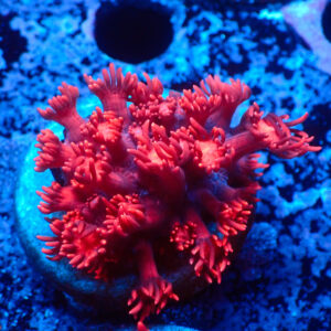 TC Goniopora Ultra Red