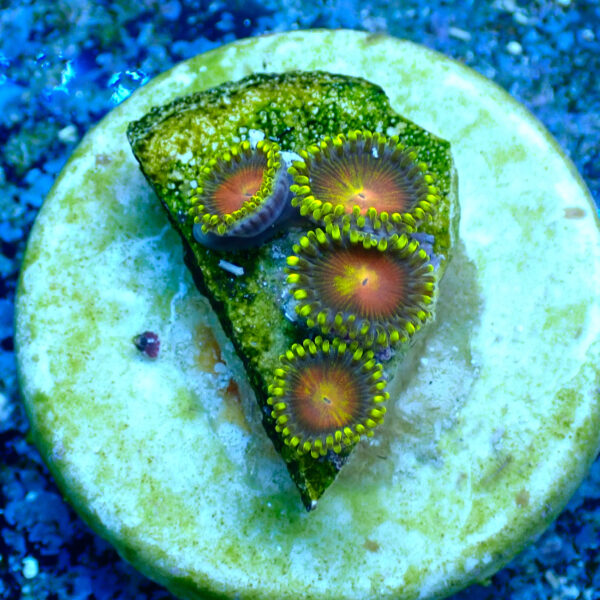 TC Zoanthus Dragon Eyes - Imagen 2