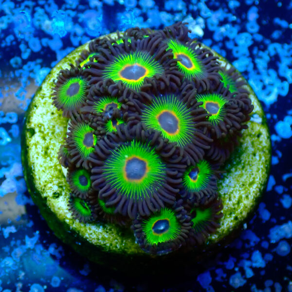 TC Zoanthus Rasta Cousin - Imagen 2