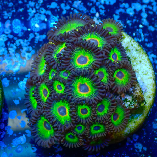 TC Zoanthus Rasta Cousin - Imagen 2