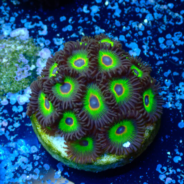 TC Zoanthus Rasta Cousin - Imagen 2